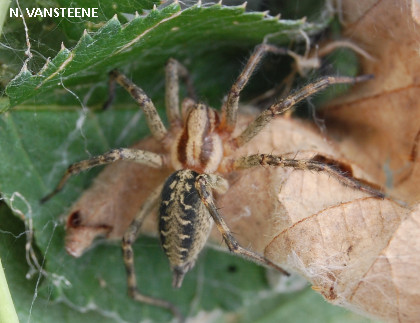 Agelena labyrinthica