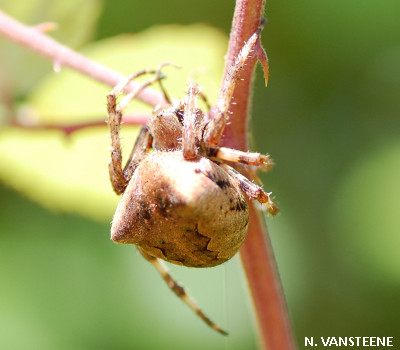 Araneus angulatus