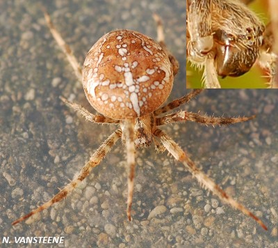 Araneus diadematus