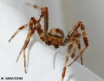 Araneus diadematus