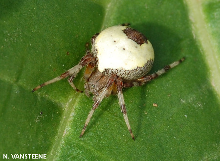 Araneus marmoreus