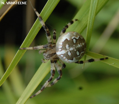 Araneus quadratus