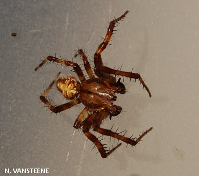 Araneus quadratus