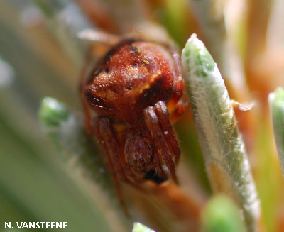 Araneus sturmi