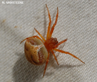 Araneus triguttatus