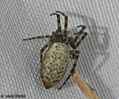 Argiope brunennichi