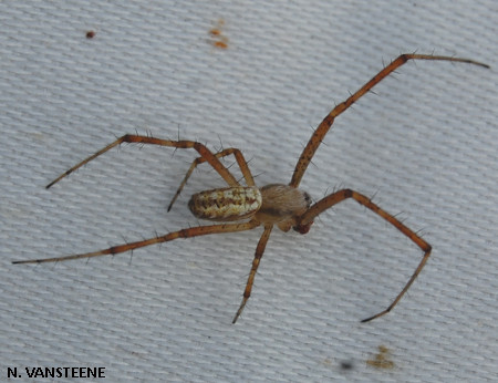 Argiope bruennichi