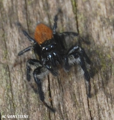 Carrhotus xanthogramma