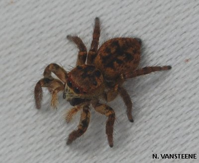 Carrhotus xanthogramma