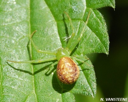 Diaea dorsata