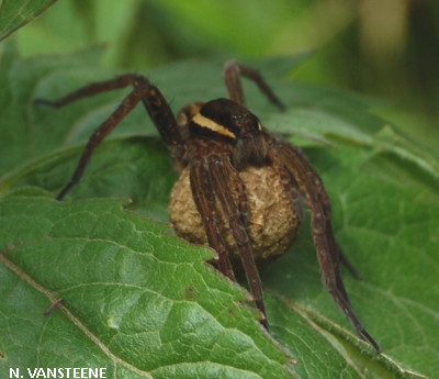 Dolomedes fimbriatus