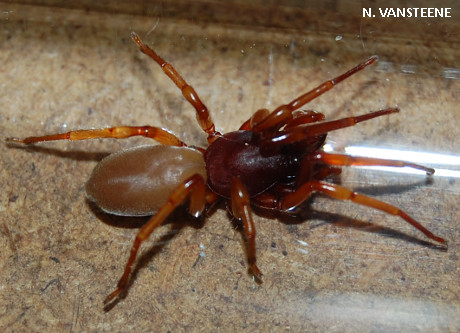 Dysdera crocata