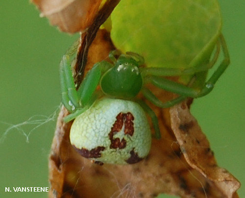 Ebrechtella tricuspidata