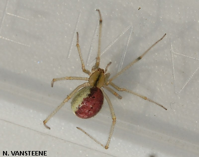 Enoplognatha ovata