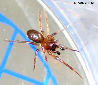 Enolognatha thoracica