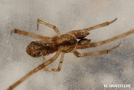 Episinus maculipes