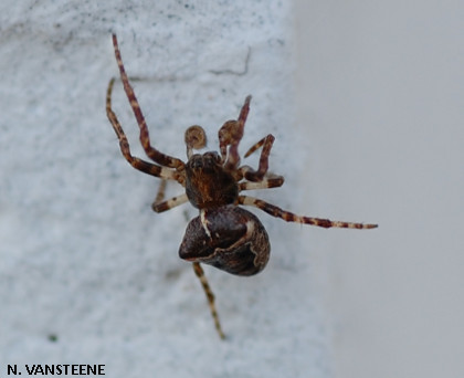 Gibbaranea bituberculata