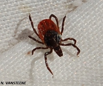 Ixodes sp