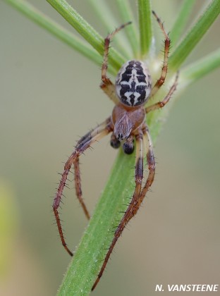 Larinioides cornutus