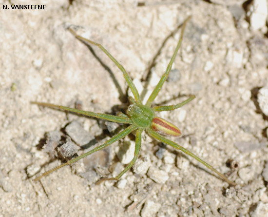 Micrommata virescens