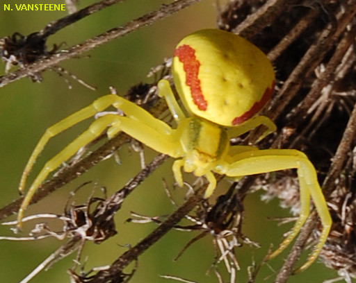 Misumena vatia