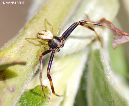 Misumena vatia