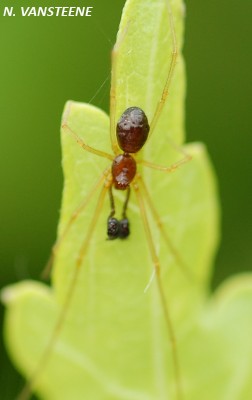 Neottiura bipunctata