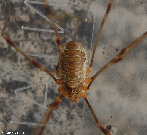 Opilio canestrinii