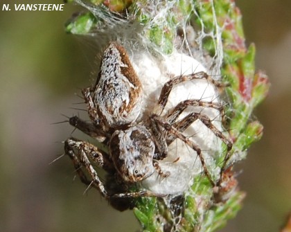 Oxyopes sp