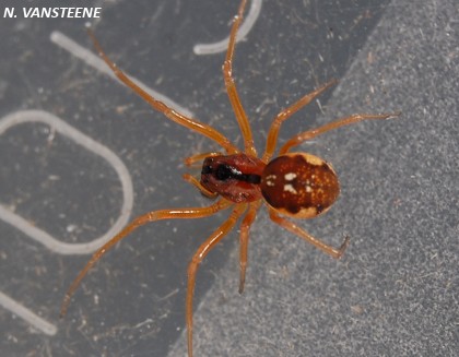 Pachygnatha listeri