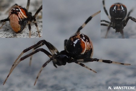 Parasteatoda lunata