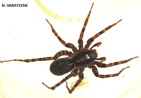 Pardosa pullata