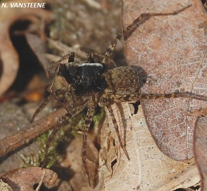 Pardosa sp