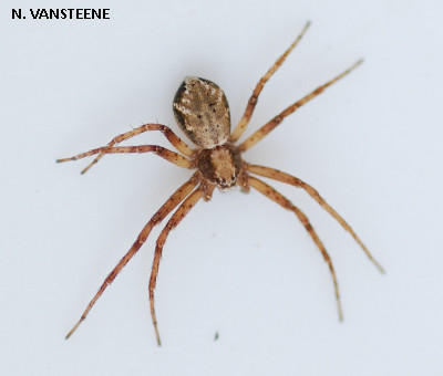 Philodromus aureolus