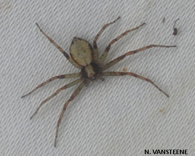 Philodromus cespitum