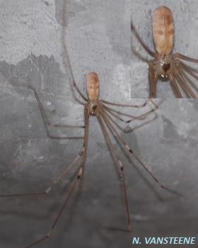 Pholcus phalangioides