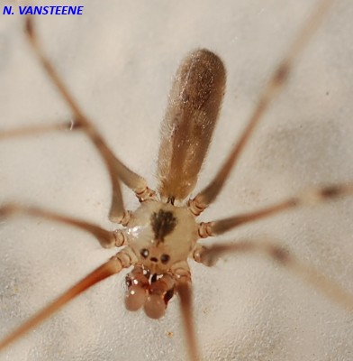 Pholcus phalangioides