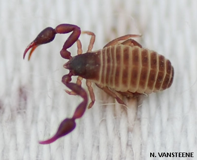 Pseudoscorpion