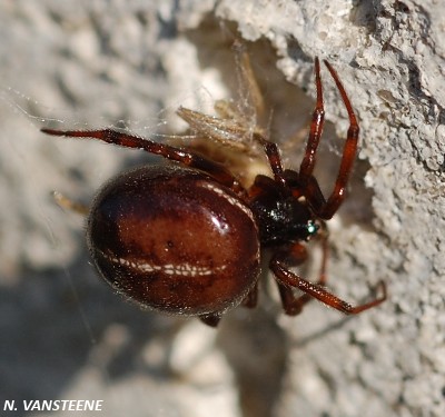 Steatoda bipunctata