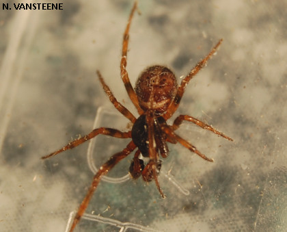 Steatoda bipunctata