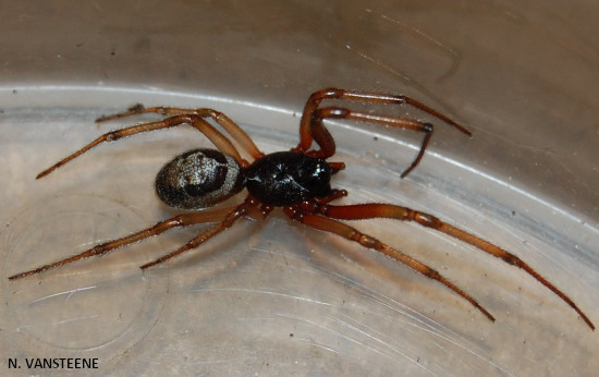 Steatoda nobilis