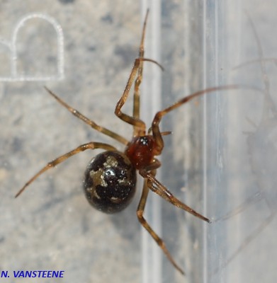 Steatoda triangulosa