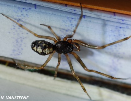 Steatoda triangulosa