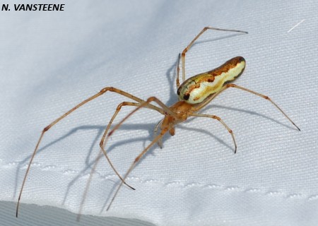 Tetragnatha extensa