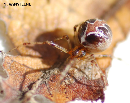 Theridion pictum