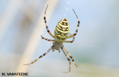 Titre Arachnides