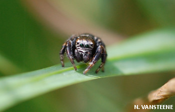 Titre arachnides