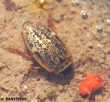 Agabus nebulosus