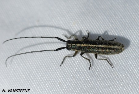 Agapanthia cardui