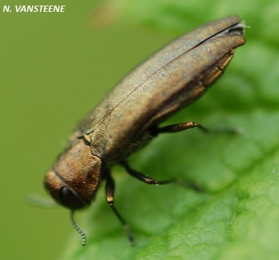 Agrilus sp